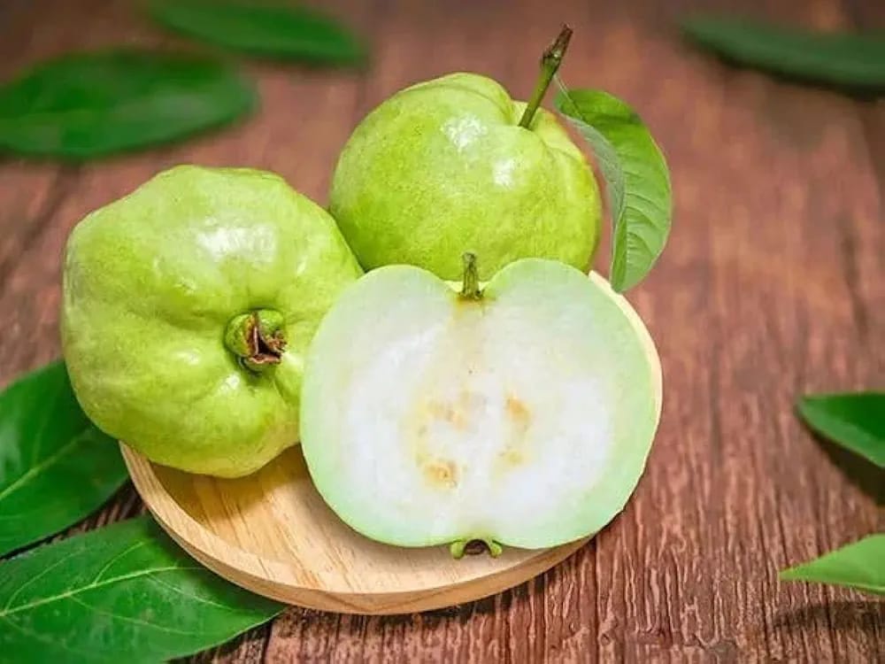 Hybrid Punjabi Guava Fruit Plant (Pack Of-1 )