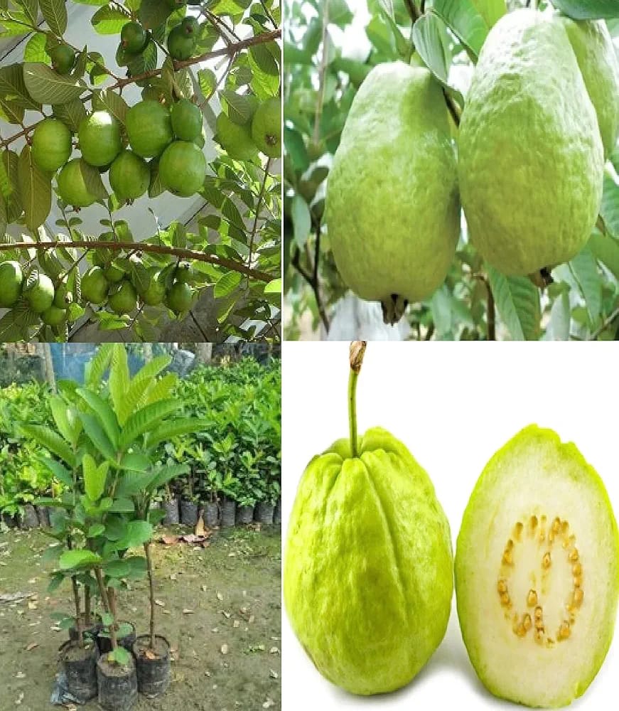 Hybrid Punjabi Guava Fruit Plant (Pack Of-1 )