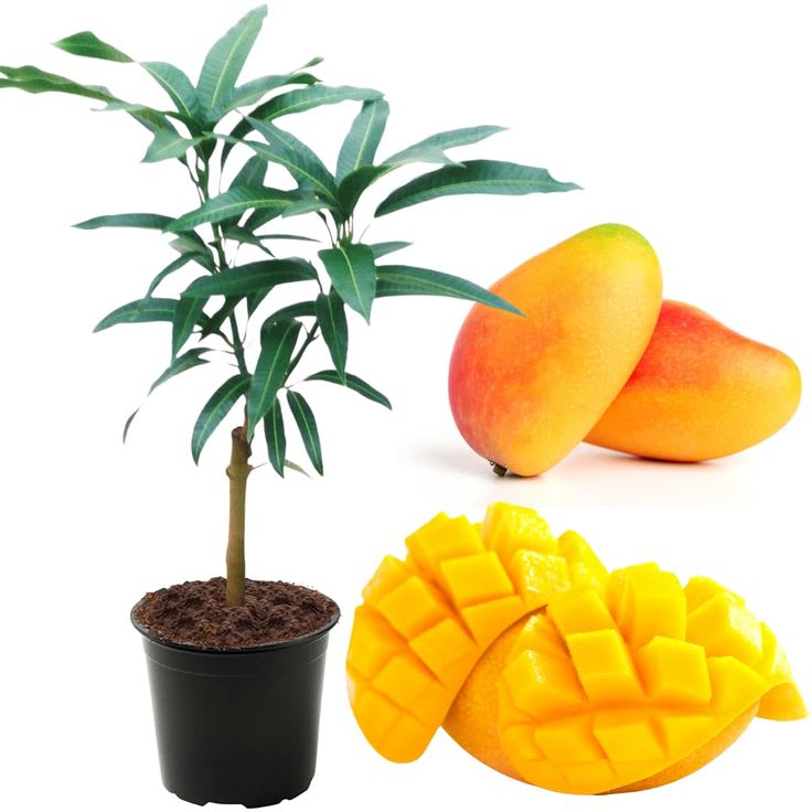 Hybrid Katimon Mango Grafting Plant 🥭🥭🥭 (Pack Of -1)