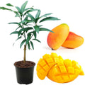 Hybrid Katimon Mango Grafting Plant 🥭🥭🥭 (Pack Of -1)