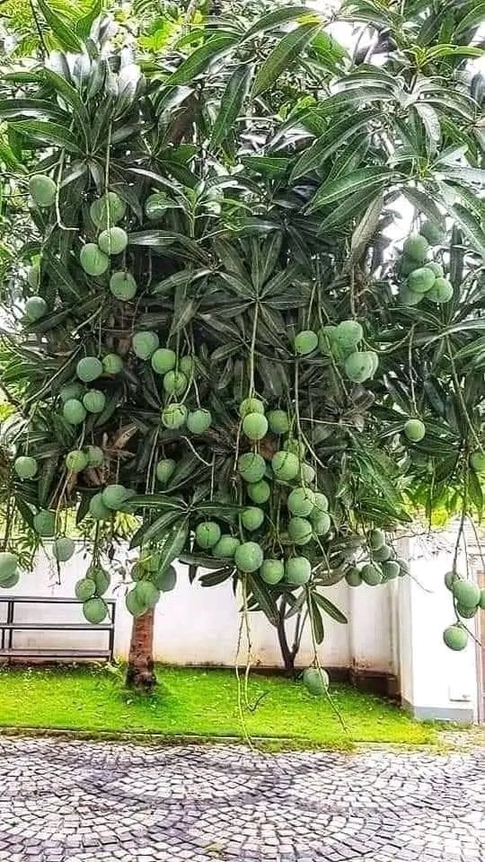 Hybrid Katimon Mango Grafting Plant 🥭🥭🥭 (Pack Of -1)