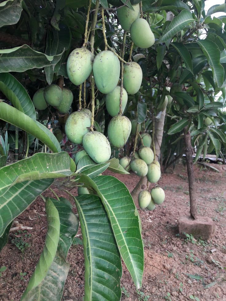 Hybrid Katimon Mango Grafting Plant 🥭🥭🥭 (Pack Of -1)
