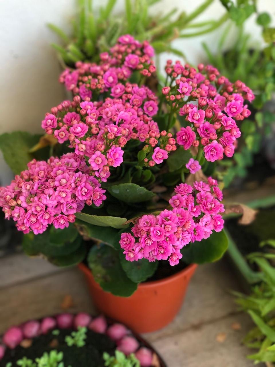 Kalanchoe Pink Flower Plant (Pack Of-1 )