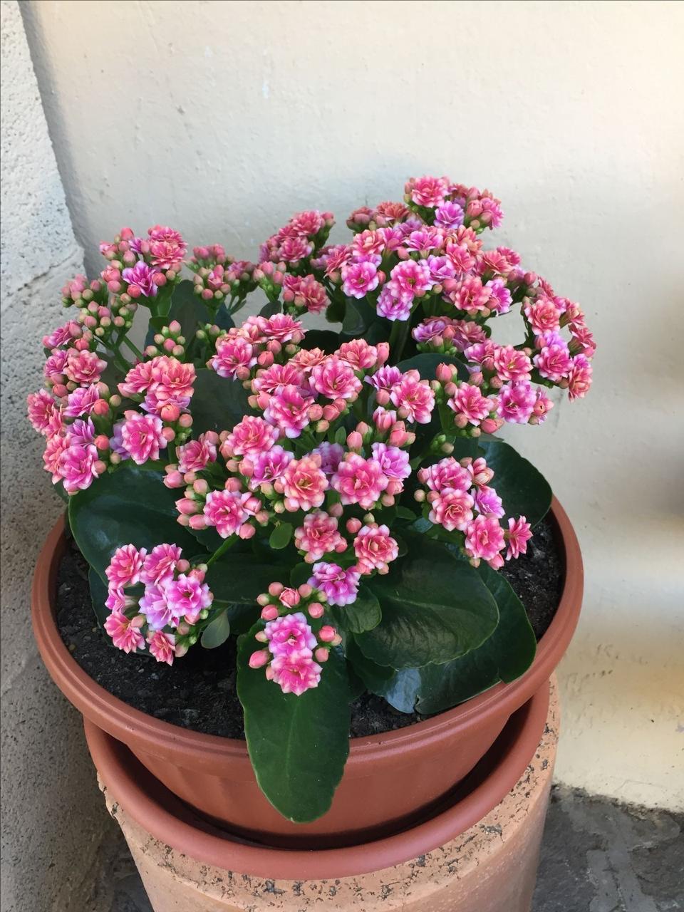 Kalanchoe Pink Flower Plant (Pack Of-1 )