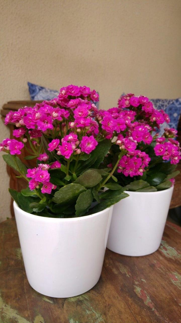Kalanchoe Pink Flower Plant (Pack Of-1 )