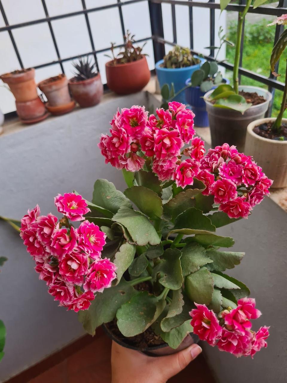 Kalanchoe Pink Flower Plant (Pack Of-1 )