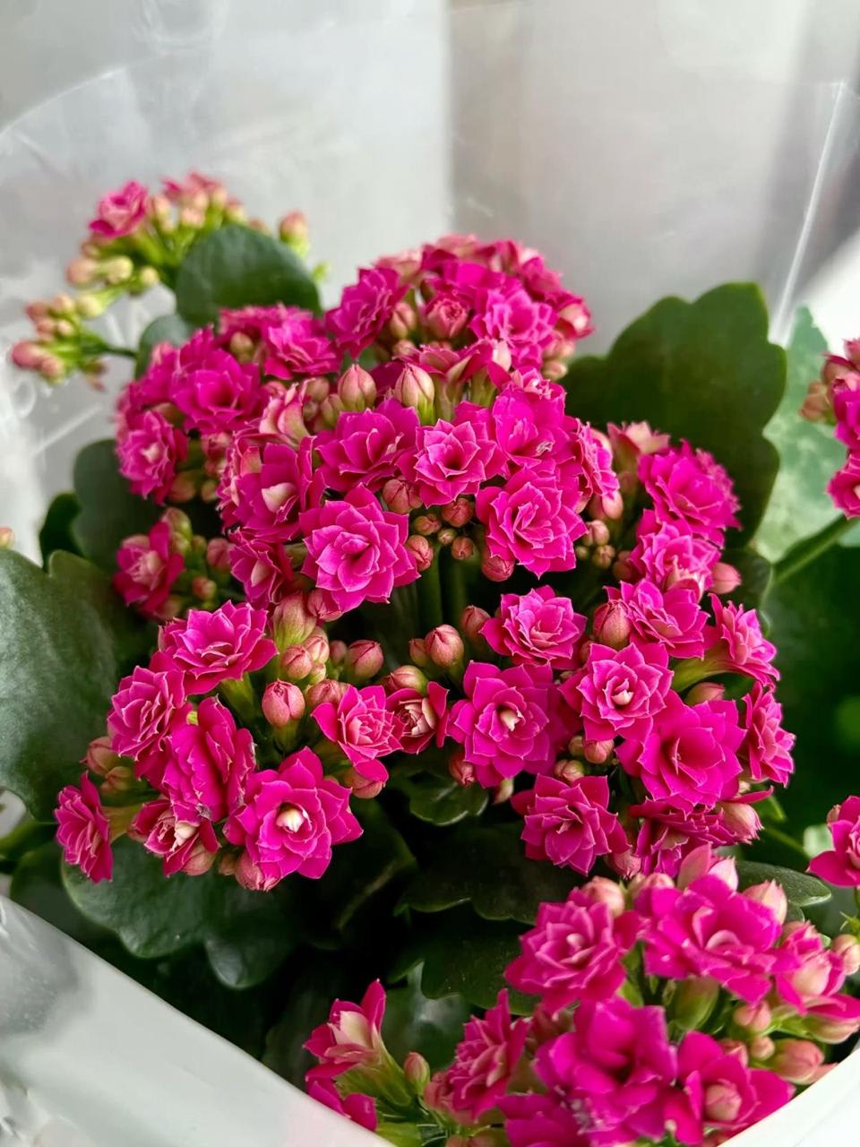 Kalanchoe Pink Flower Plant (Pack Of-1 )