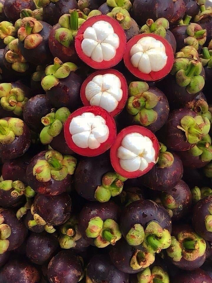 Hybrid Mangosteen Fruit Plant (Pack Of-1)