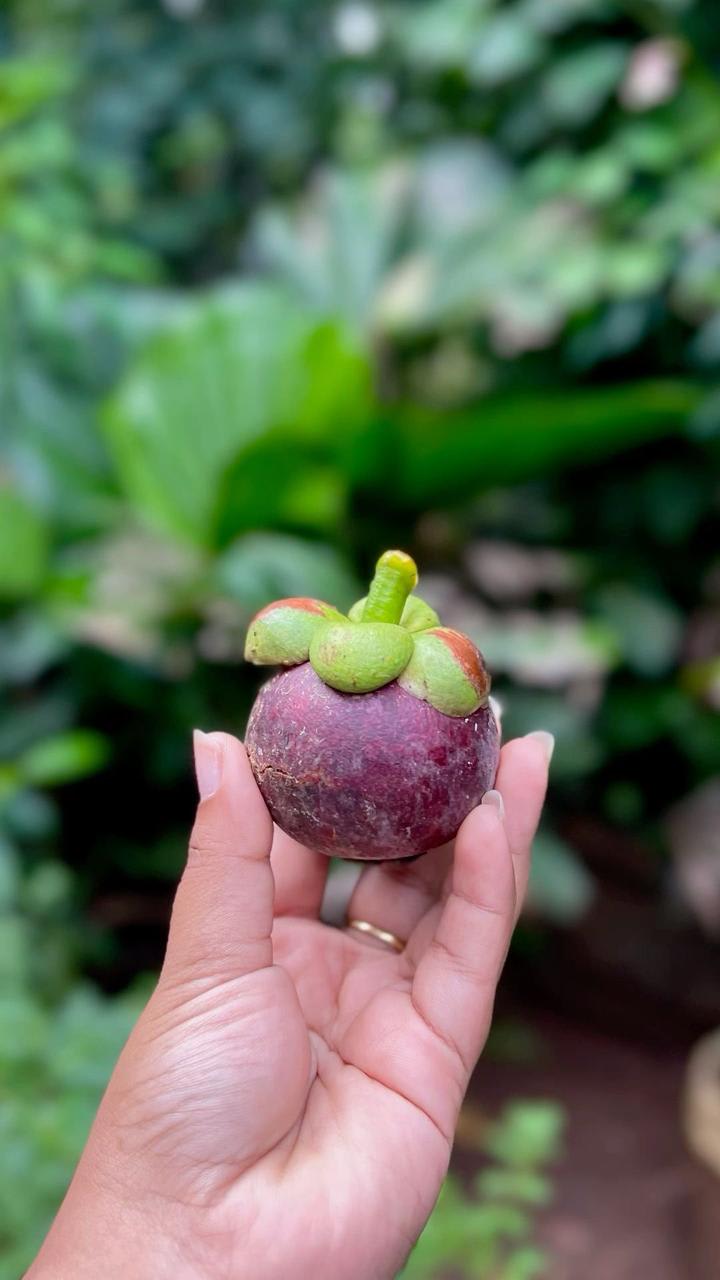 Hybrid Mangosteen Fruit Plant (Pack Of-1)