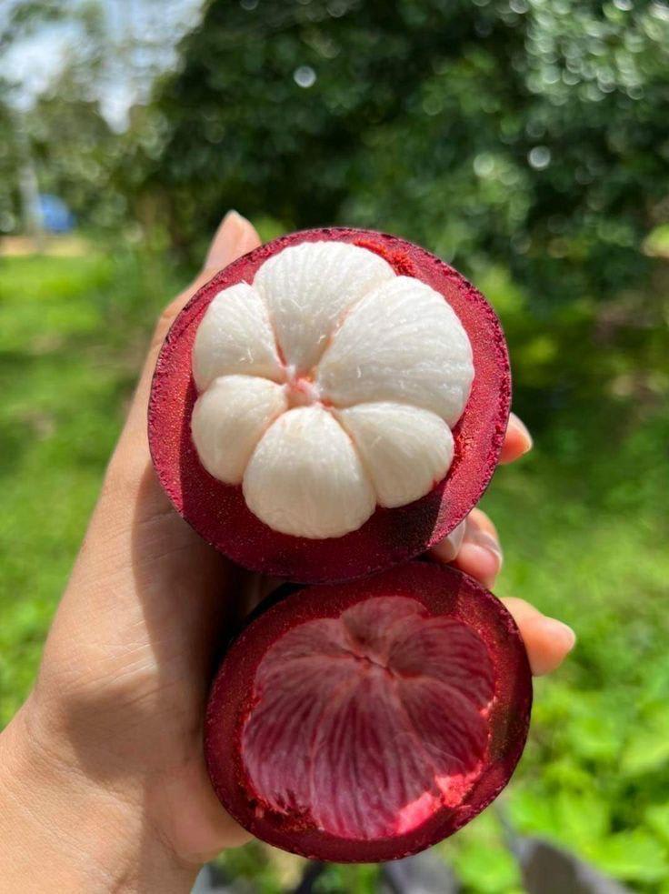 Hybrid Mangosteen Fruit Plant (Pack Of-1)