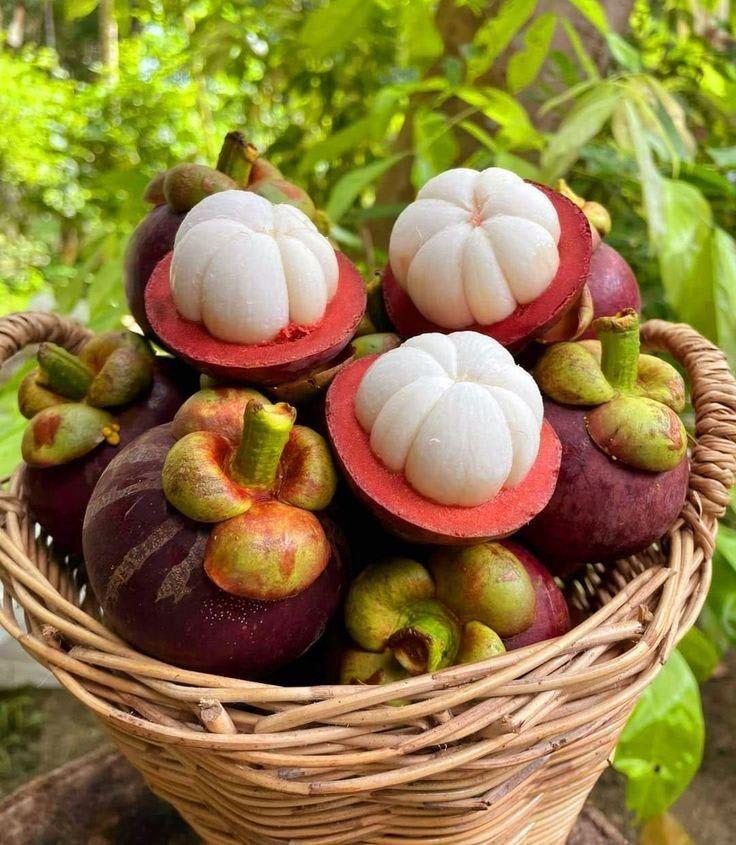 Hybrid Mangosteen Fruit Plant (Pack Of-1)
