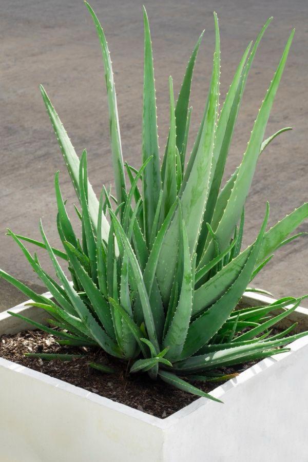 Hybrid Alovera Plant (Pack Of-1)