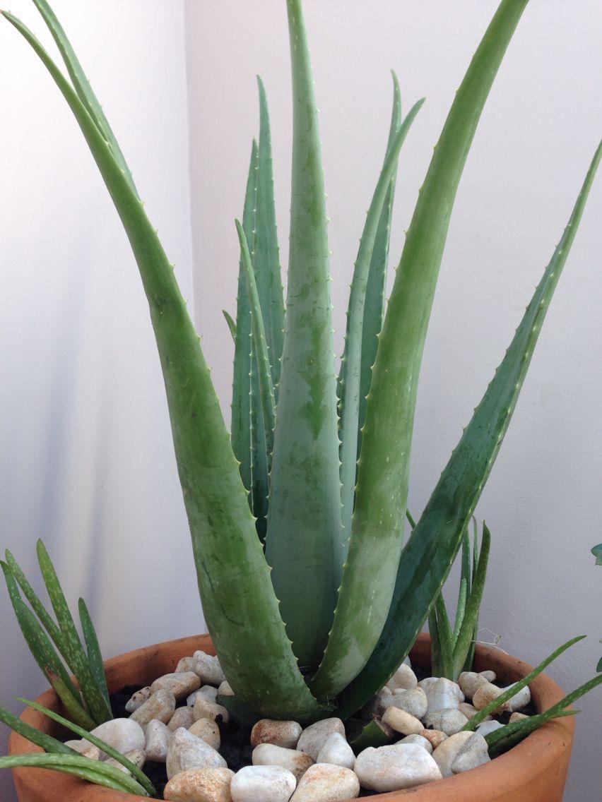 Hybrid Alovera Plant (Pack Of-1)