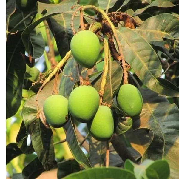 Langra Mango 🥭🥭🥭 Fruit Plant (Hybrid & Grafting) Pack Of-1