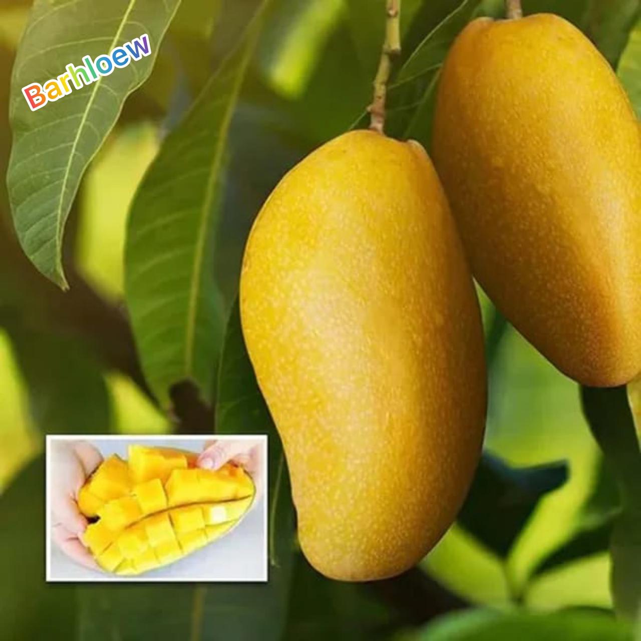 Langra Mango 🥭🥭🥭 Fruit Plant (Hybrid & Grafting) Pack Of-1
