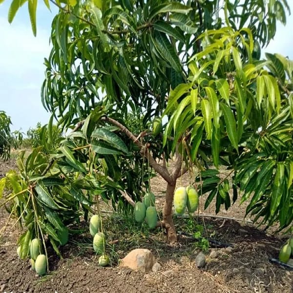 Langra Mango 🥭🥭🥭 Fruit Plant (Hybrid & Grafting) Pack Of-1