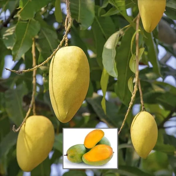 Langra Mango 🥭🥭🥭 Fruit Plant (Hybrid & Grafting) Pack Of-1