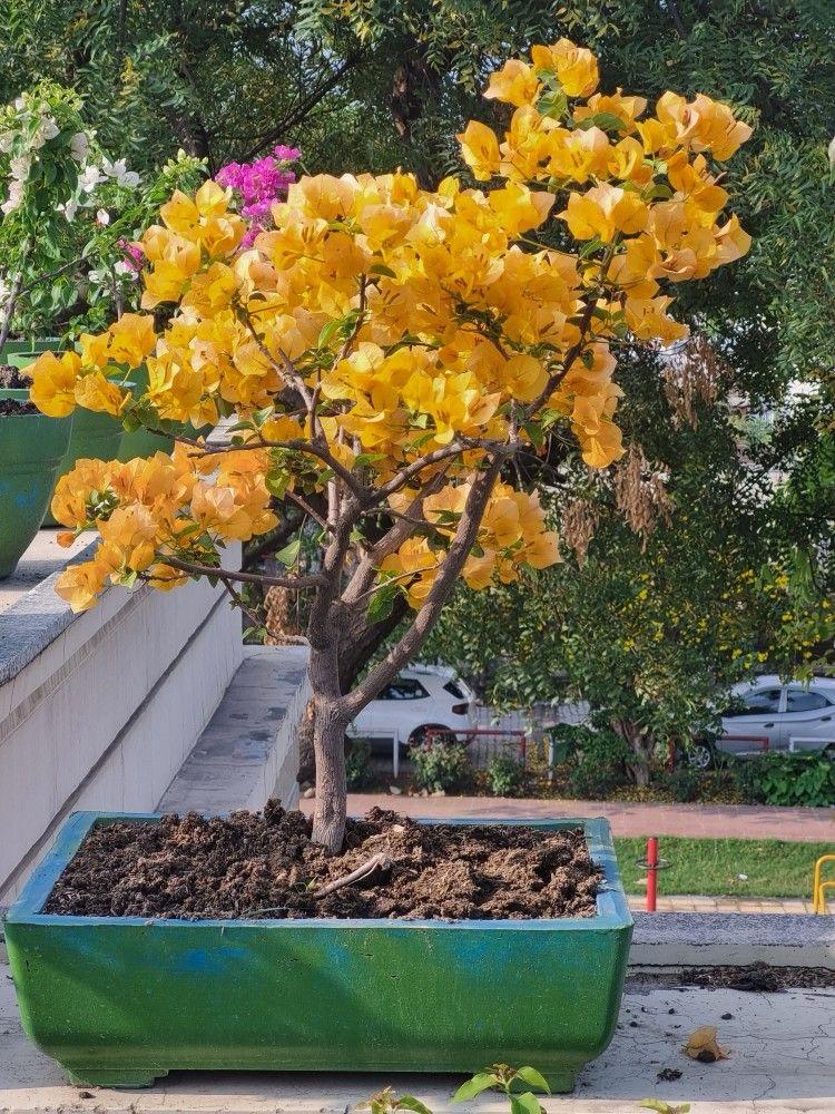 Hybrid Bougainvillea Yellow Flower Plant (Pack Of-1 )