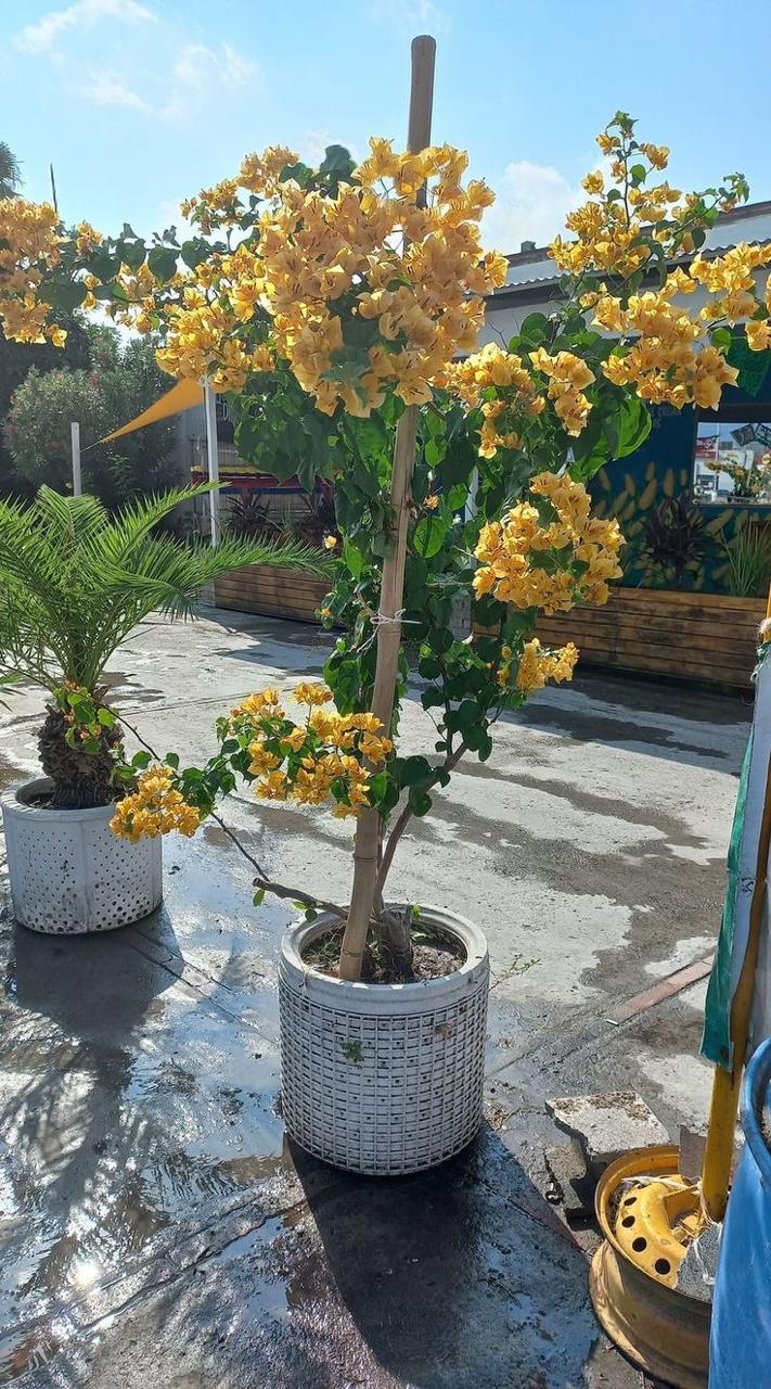 Hybrid Bougainvillea Yellow Flower Plant (Pack Of-1 )