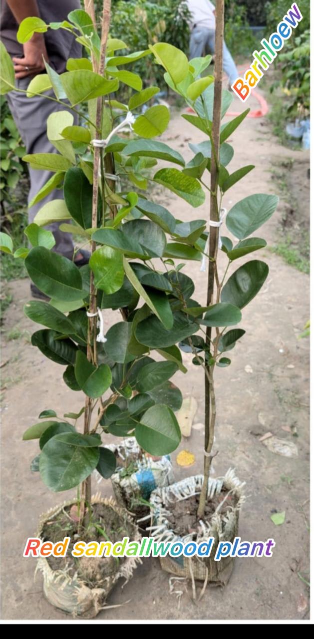 Red Rare  Sandalwood Plant | Lal Chandan Plant (Pack Of 1)
