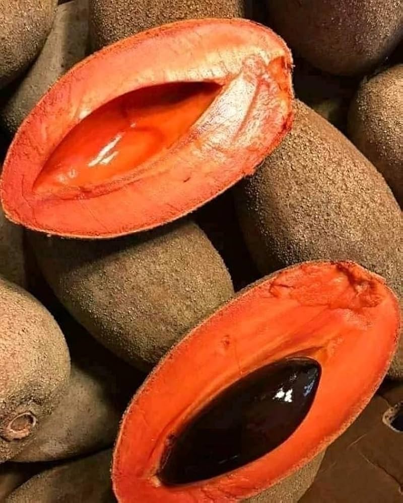 Red Chiku Fruit Plant (Hybrid & Grafting) Pack Of-1