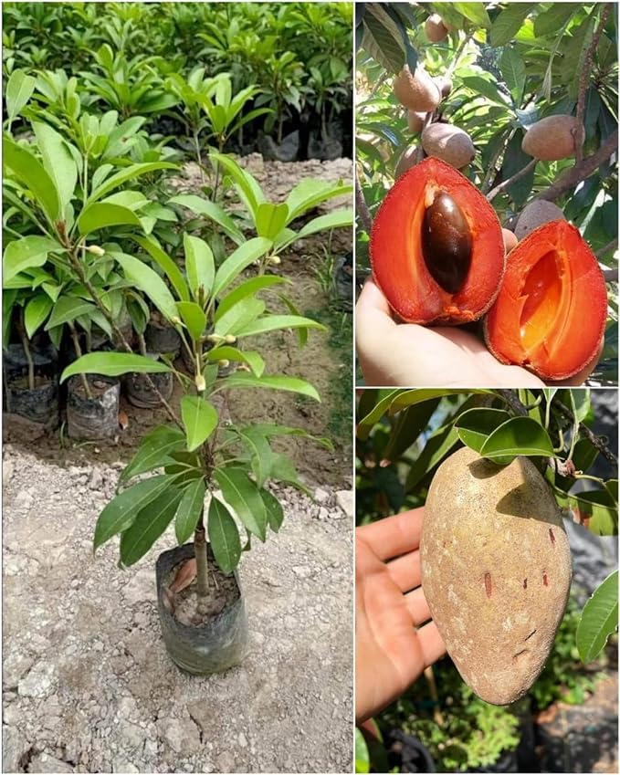 Red Chiku Fruit Plant (Hybrid & Grafting) Pack Of-1