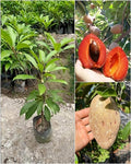 Red Chiku Fruit Plant (Hybrid & Grafting) Pack Of-1