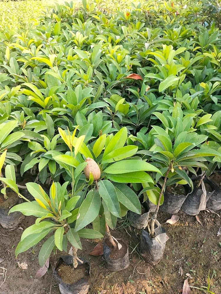 Red Chiku Fruit Plant (Hybrid & Grafting) Pack Of-1