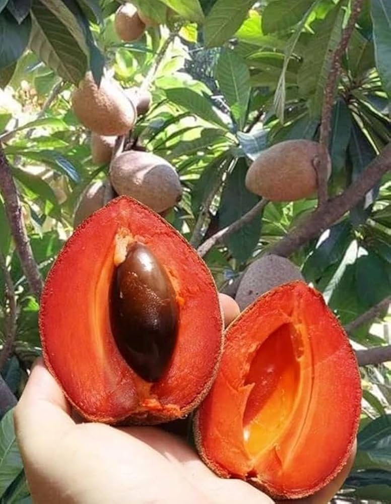 Red Chiku Fruit Plant (Hybrid & Grafting) Pack Of-1