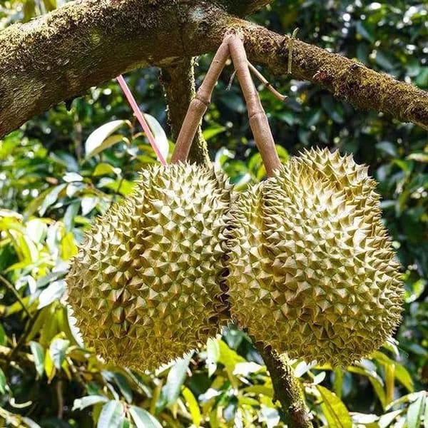 Durian Fruit Plant (Hybrid & Grafting) Pack Of-1