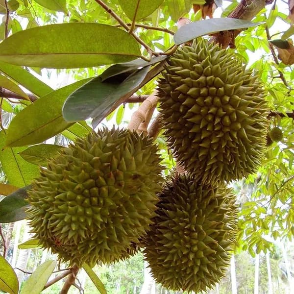 Durian Fruit Plant (Hybrid & Grafting) Pack Of-1