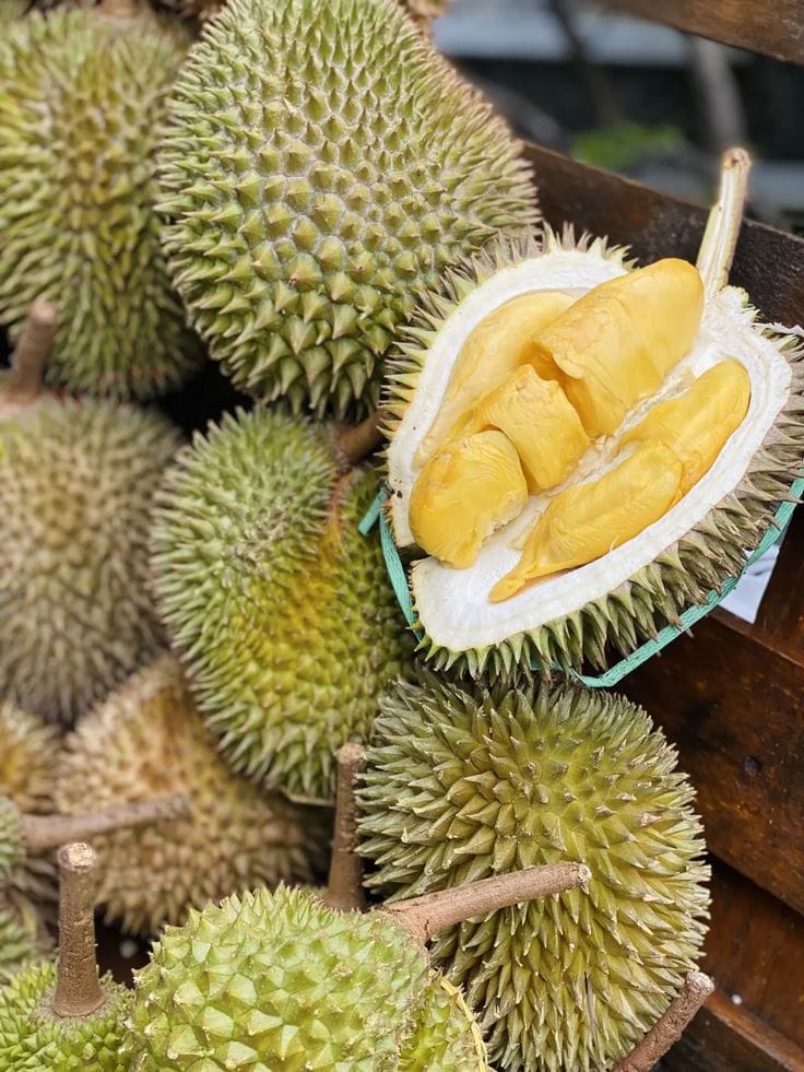 Durian Fruit Plant (Hybrid & Grafting) Pack Of-1