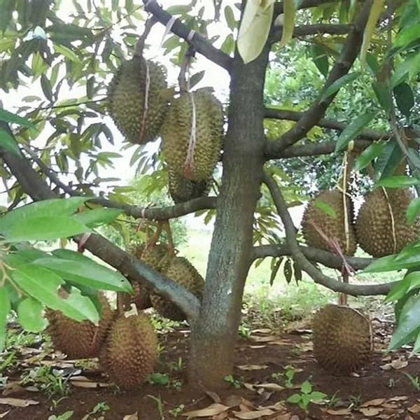 Durian Fruit Plant (Hybrid & Grafting) Pack Of-1
