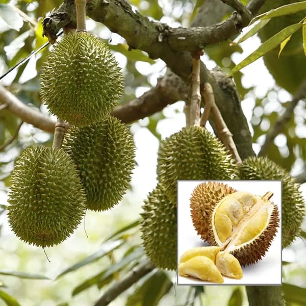 Durian Fruit Plant (Hybrid & Grafting) Pack Of-1