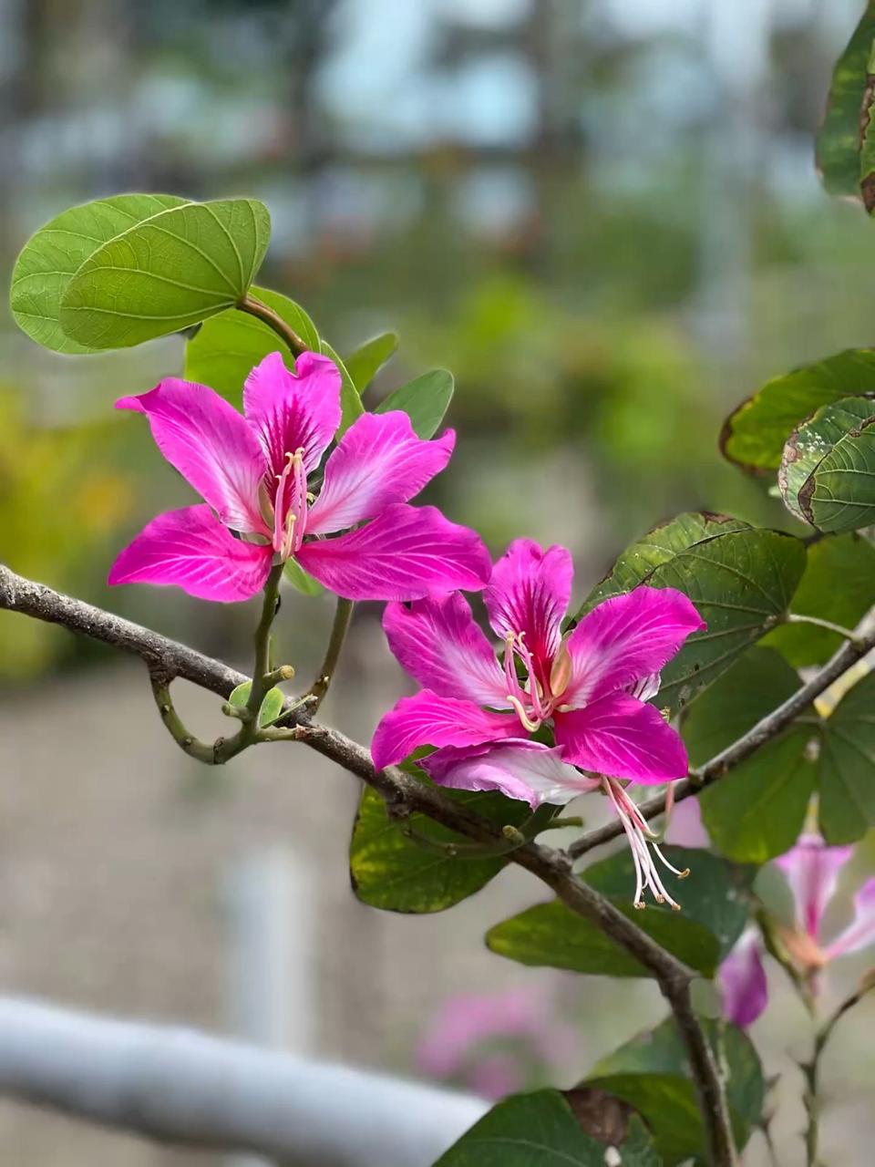 Kanchan Pink Flower Plant (Pack Of-1)