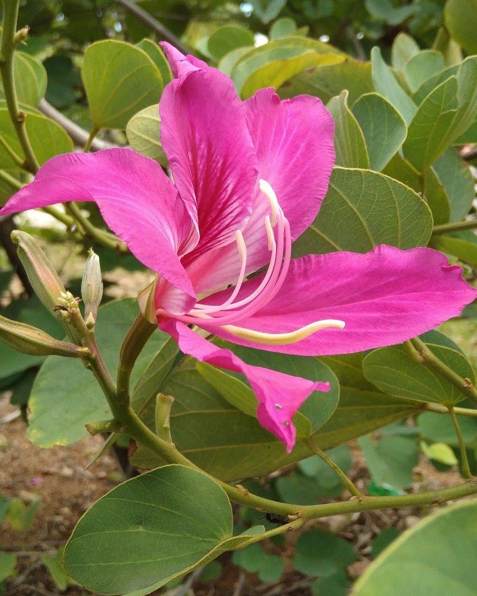 Kanchan Pink Flower Plant (Pack Of-1)