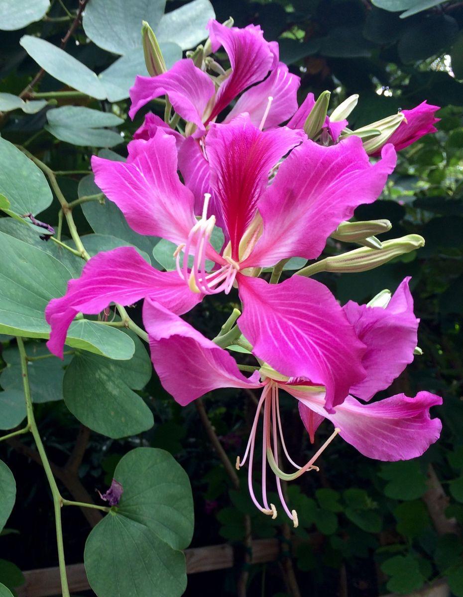 Kanchan Pink Flower Plant (Pack Of-1)