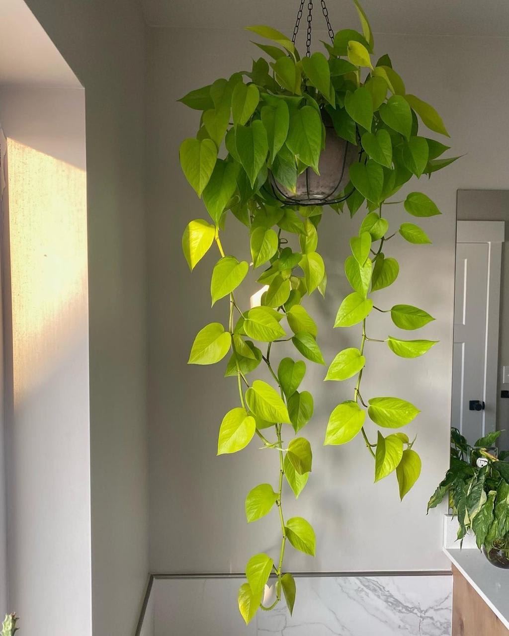 Hybrid Indoor Money Plant (Pack Of-1 )