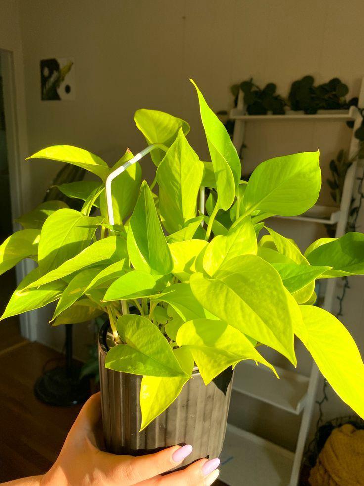 Hybrid Indoor Money Plant (Pack Of-1 )