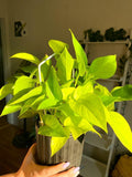 Hybrid Indoor Money Plant (Pack Of-1 )