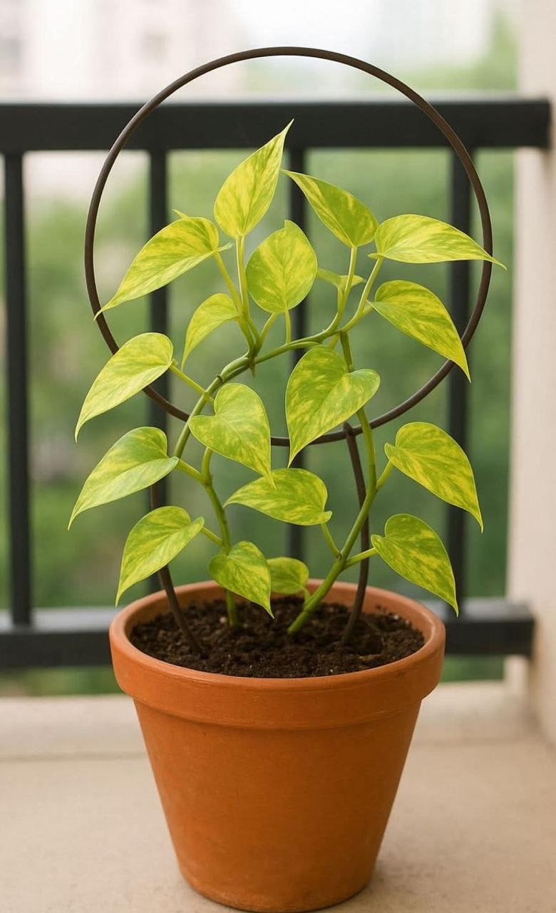 Hybrid Indoor Money Plant (Pack Of-1 )