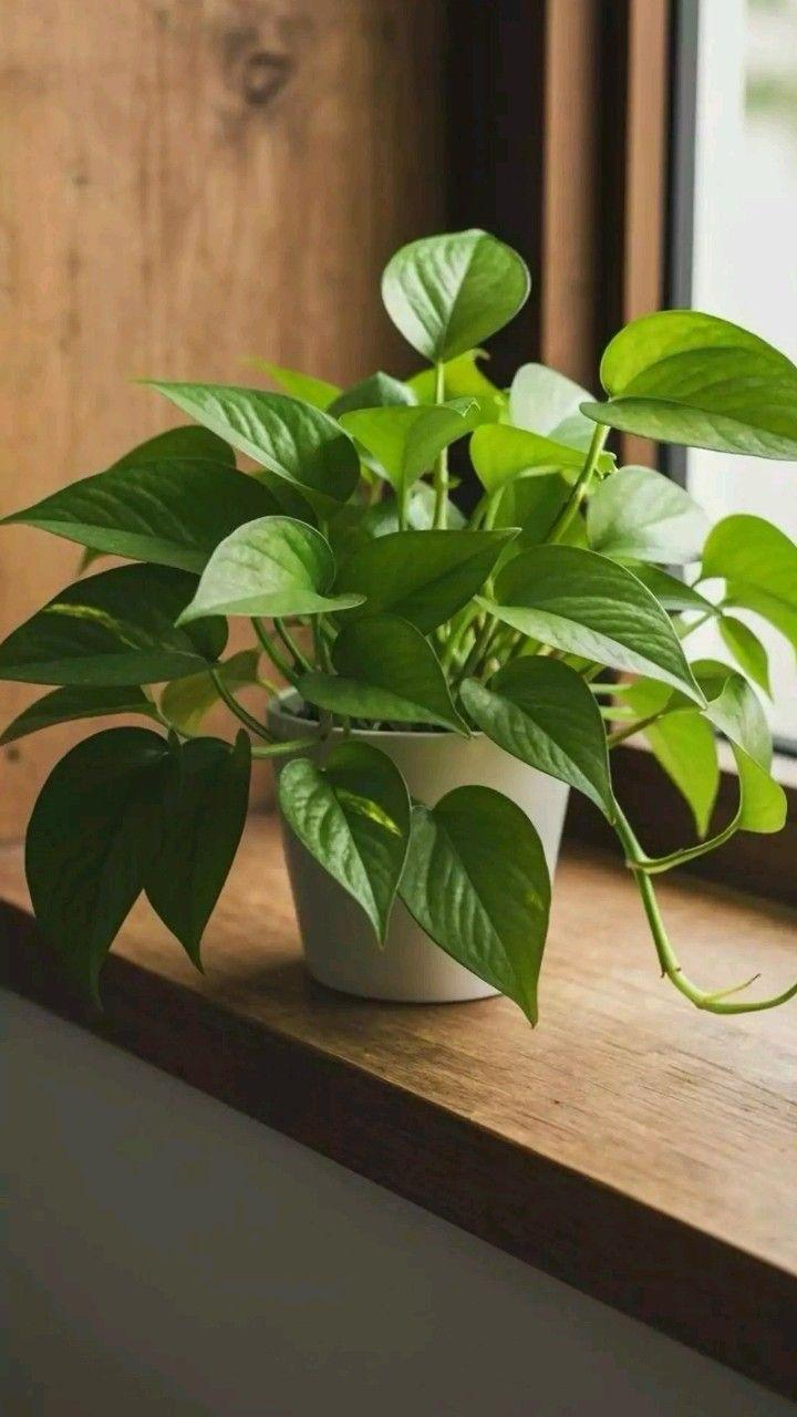 Hybrid Indoor Money Plant (Pack Of-1 )