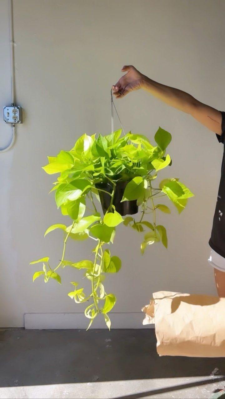 Hybrid Indoor Money Plant (Pack Of-1 )