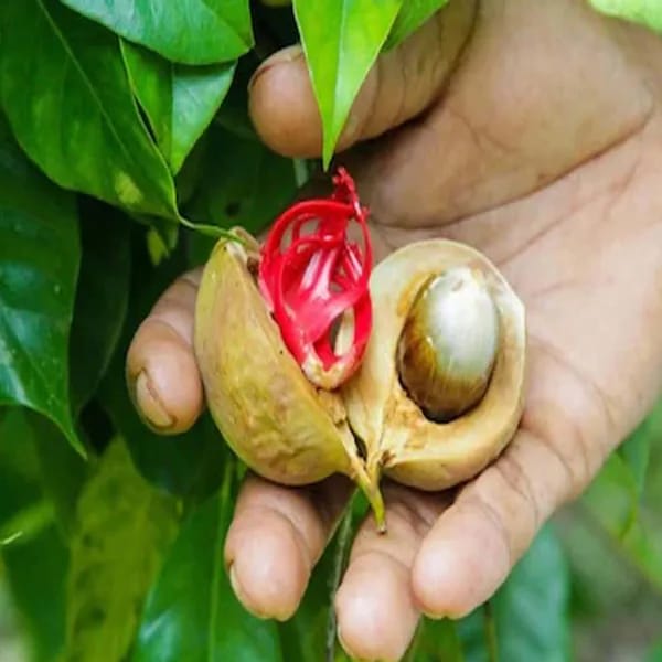 Hybrid Jaiphal Grafing Plant (Pack Of 1)