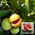 Hybrid Jaiphal Grafing Plant (Pack Of 1)