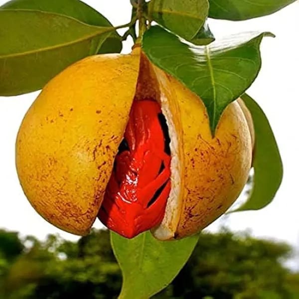 Hybrid Jaiphal Grafing Plant (Pack Of 1)