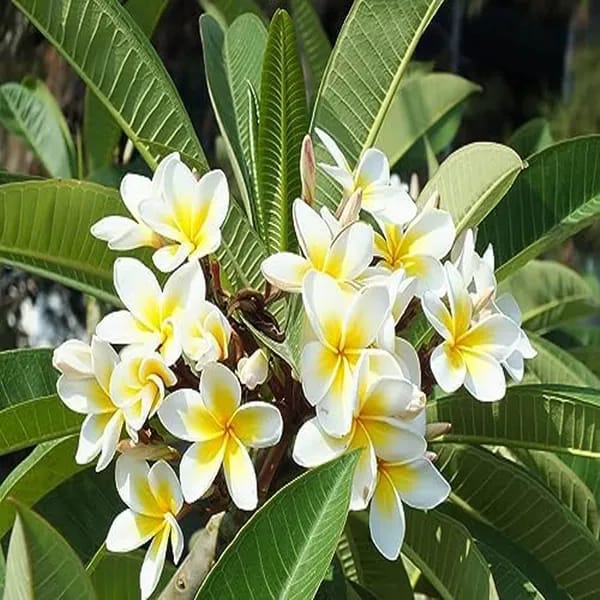 Hybrid Plumeria White🌷🌷🌷Plant (Pack Of 1)