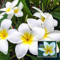 Hybrid Plumeria White🌷🌷🌷Plant (Pack Of 1)