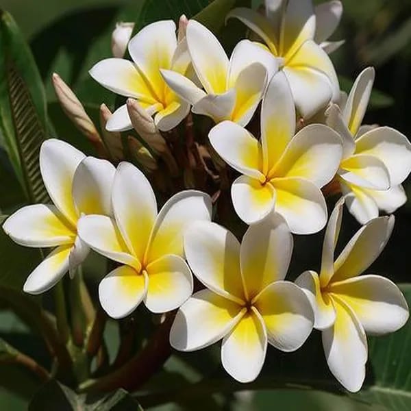Hybrid Plumeria White🌷🌷🌷Plant (Pack Of 1)