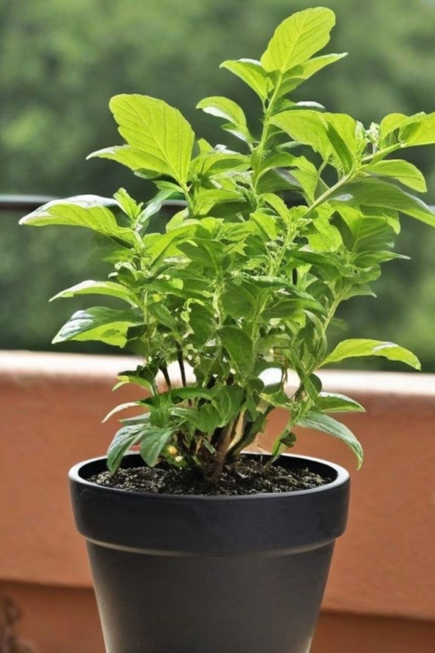 Lakshmi Tulsi Plant (Pack Of-1 )